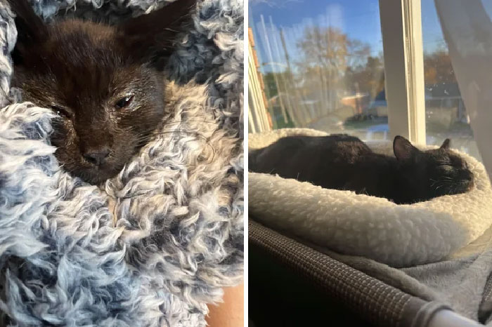 From Tiny Sickly Homeless Kitten To Sir Naps-A-Lot Kitten!