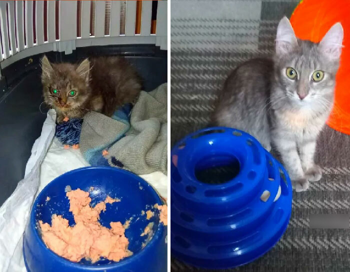 Before And After Adoption. Masia Kitten, That I Rescued This Autumn From Ruined Barn
