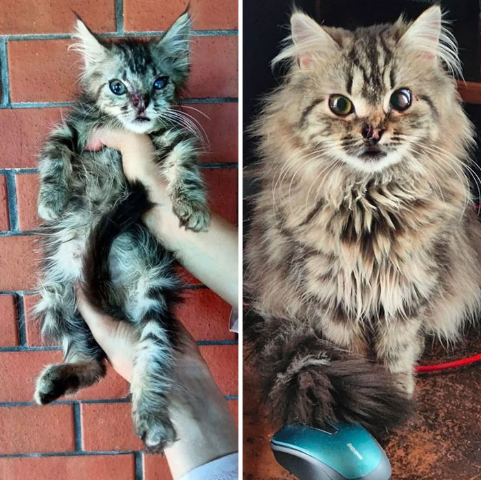 Before And After (12 Weeeks Later). Kartoshka Cat