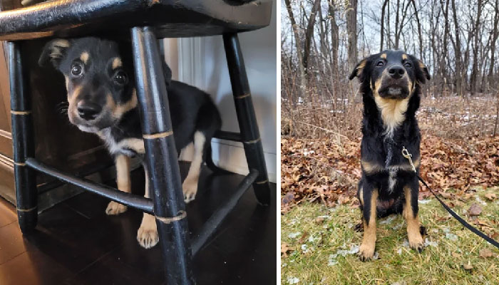 From Shy And Unsure On Day 1 To Proud And Confident On Her 6 Month Birthday. Good Ol’ Rose
