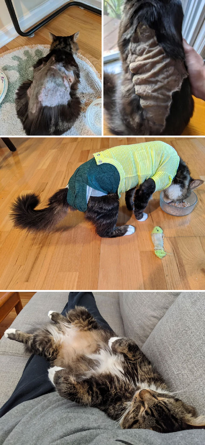 Additional Pictures Of Mister Fluffy's Misadventures