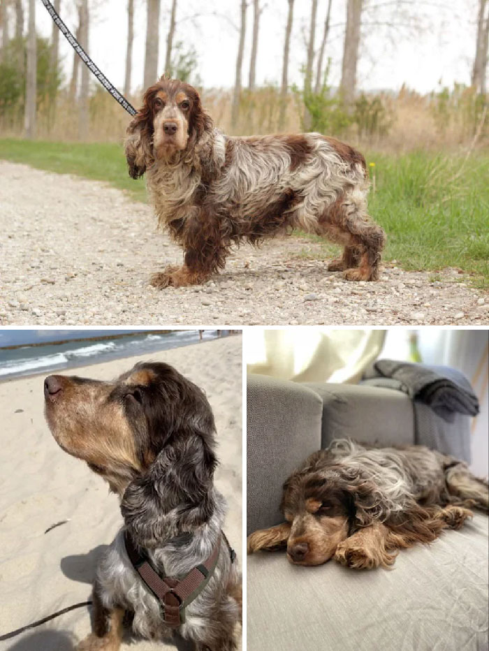 From Slovakian-Rescue To Beach-Loving-Couch-Potato!