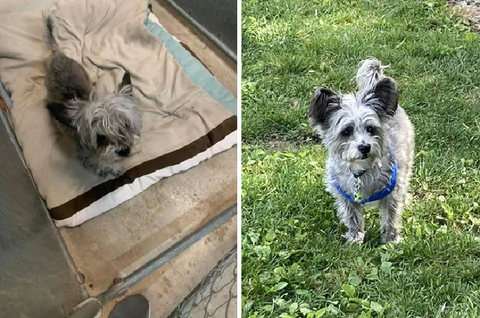 From Scared And Scruffy To A Lap Guard Who’s…still A Bit Scruffy. A Year Ago Today, I Signed The Papers To Make This Goofy Boy Mine!