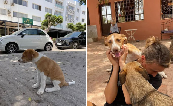 Meet Beautiful Sahara, A Very Special Young Lady She Came To Our Animal Refuge Sara Morocco In May After A Tourist Had Reached Out To Us About Two Puppies Outside His Hotel. One Of Our Volunteers Went Out To Find Them, But Sadly Could Only Find One Puppy, Sahara