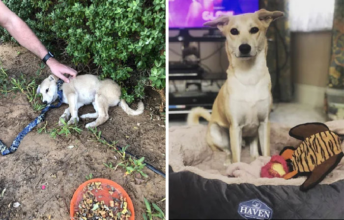 The Day We Rescued Our Ralph vs. Now (We Found Him After Work One Day In Abu Dhabi)