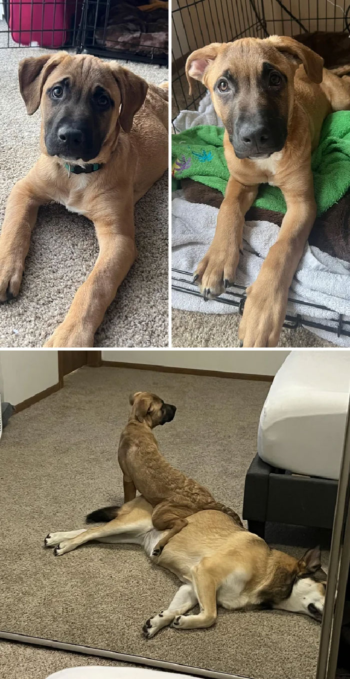 Two Weeks After Rescue And Jack Is Growing And Getting More Comfortable