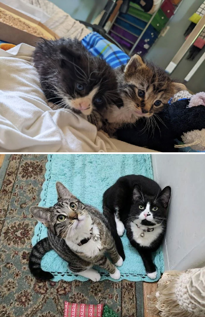 My First Bottle Baby Foster Kittens After A Neighbor Found Them In A Rainstorm vs. Four Months Later In Their Forever Home!