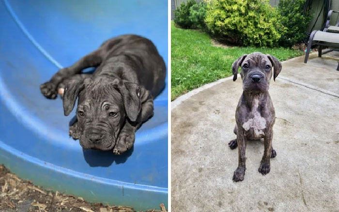 Rescue Glow Up Of My Sweet Boba From 8 Weeks To 8 Months