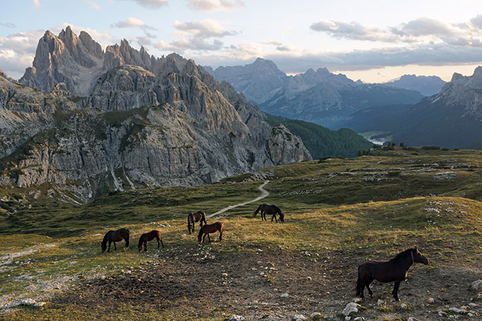 Horses near mountains