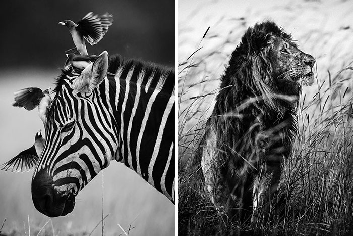 All About Photo Is Pleased To Present “Africa” By Laurent Baheux (20 Pics)