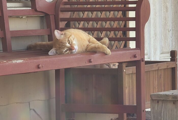 She Was Found Before She Could Pounce!!