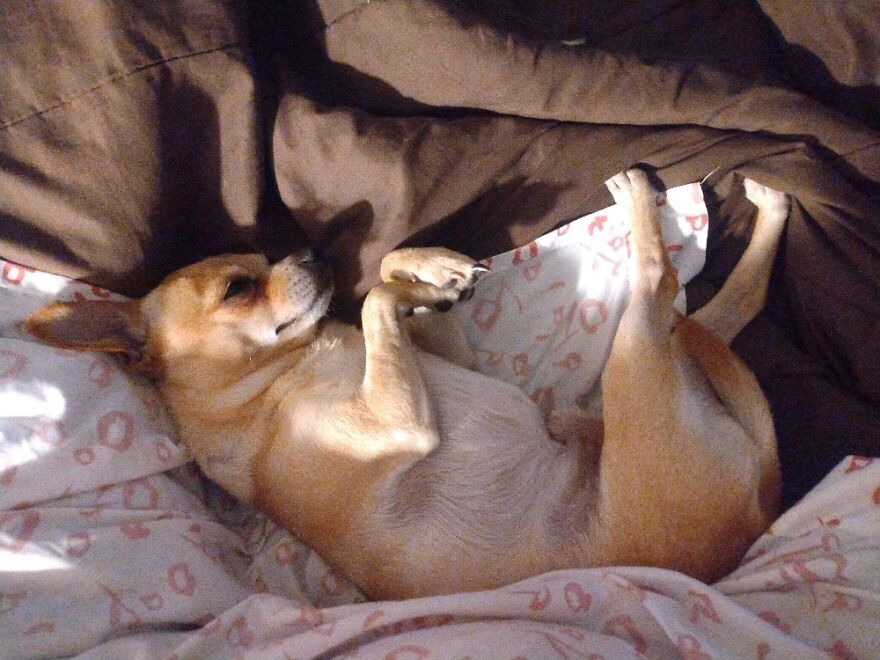 Spikey Trying To Get Some Sun And Rest