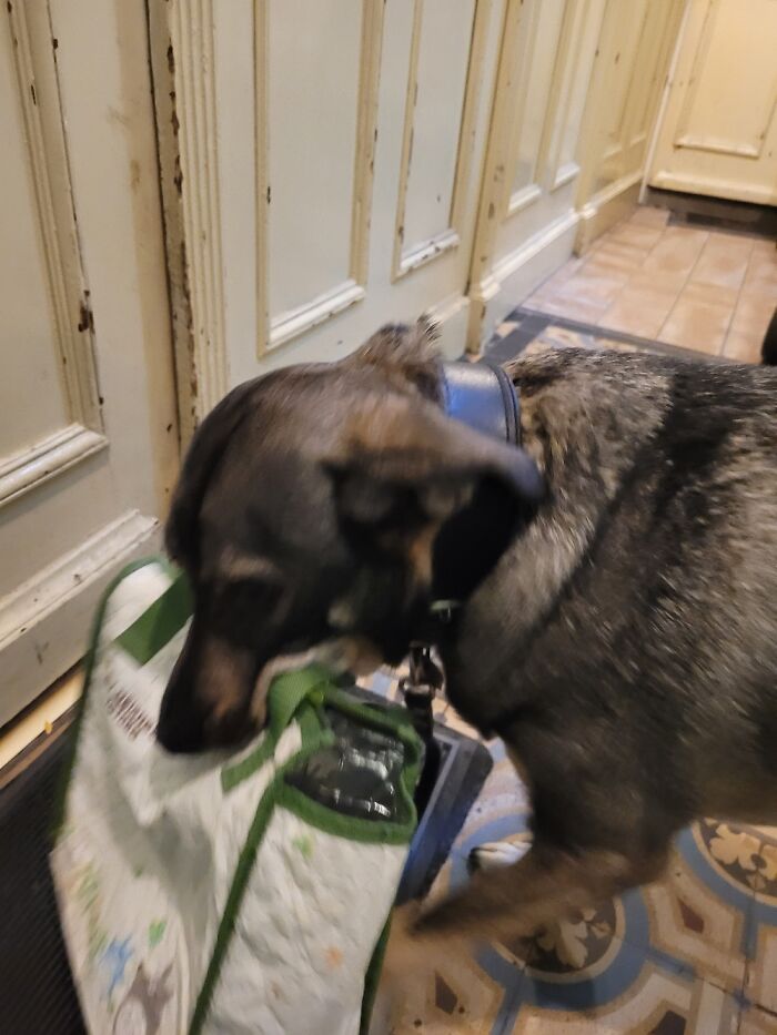 He Loves Carrying Stuff. Here He Carries The Bag After We Went To The Recycling Container