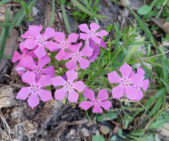 These Little Phlox Are One Of The First Flowers To Welcome Spring Where I Live In Cental Texas