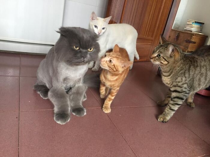 Kitties Shaming Brothers New Haircut