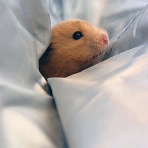 scarlettawnya avatar