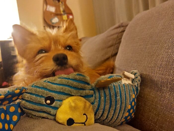 Licking. Toys, Ankles, Doors. You Name It