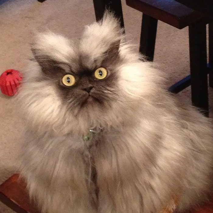 Colonel Meow. Adored By Many, Feared By Many More