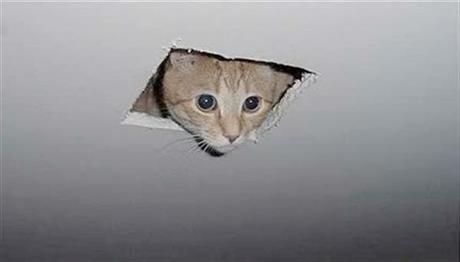 ceiling-cat-64194d2aa94e2.jpg