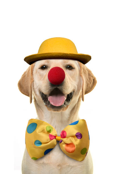 clown-dog-64199b85ba40d.jpg