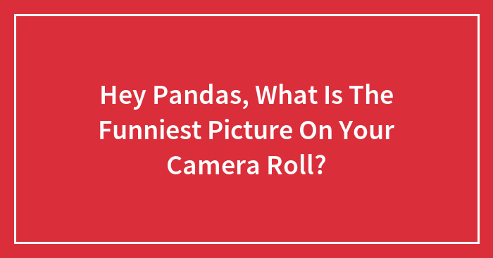 Hey Pandas, What Is The Funniest Picture On Your Camera Roll?