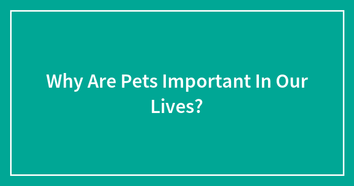 Why Are Pets Important In Our Lives?