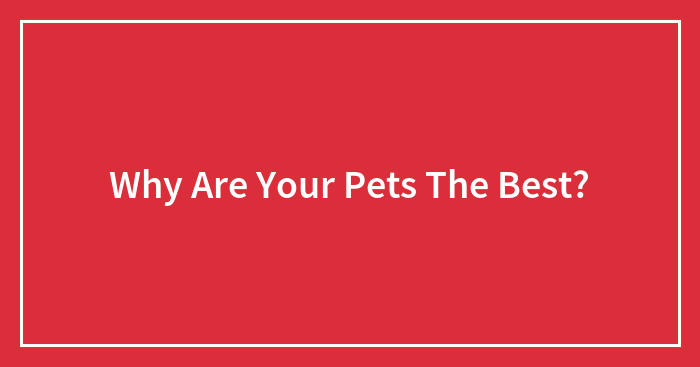 Why Are Your Pets The Best?
