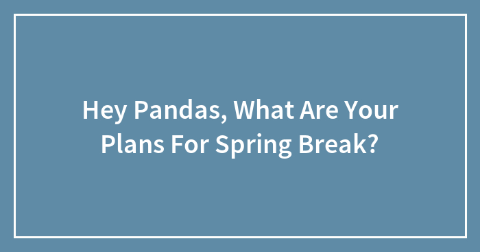 Hey Pandas, What Are Your Plans For Spring Break?
