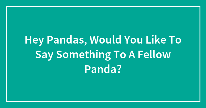 Hey Pandas, Would You Like To Say Something To A Fellow Panda?