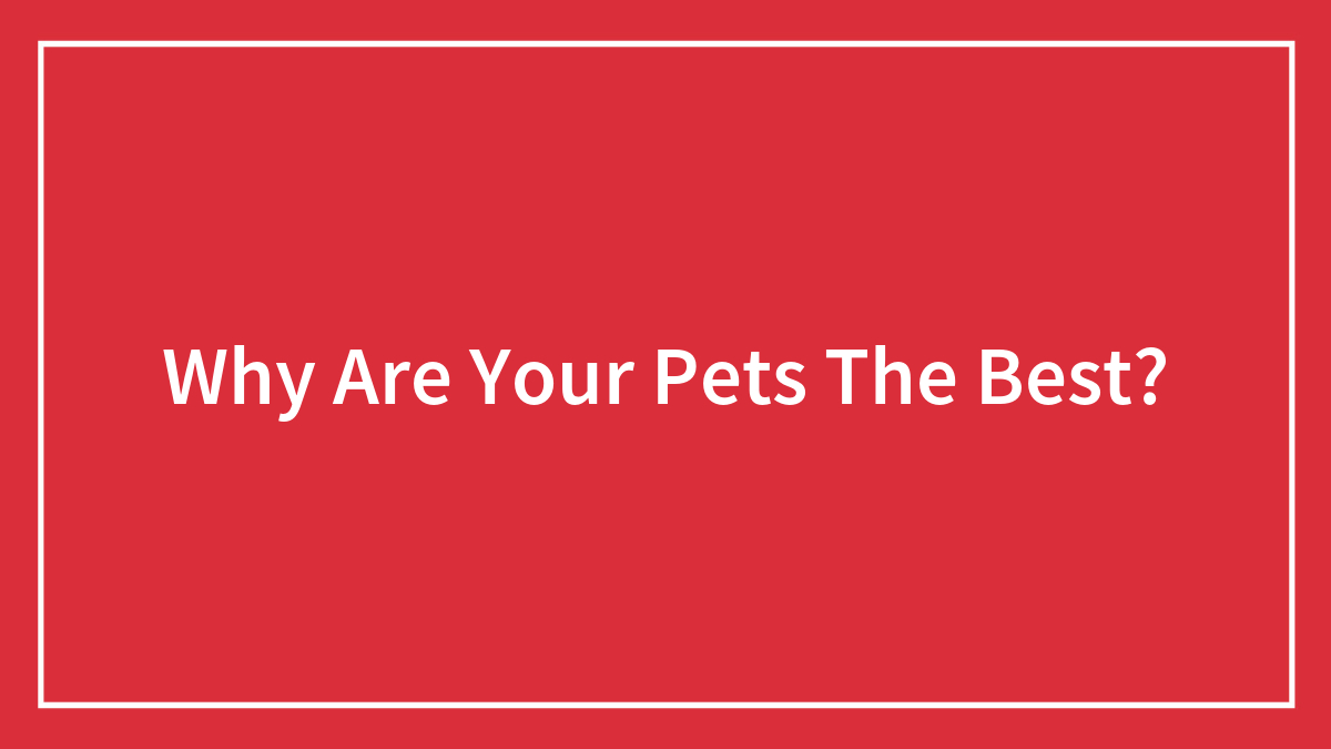 Why Are Your Pets The Best?