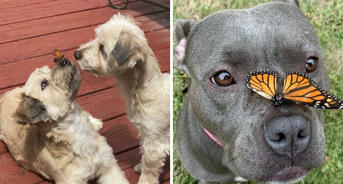 Pet Owners Take Photos Of Animals With Butterflies, And The Results Are Adorable