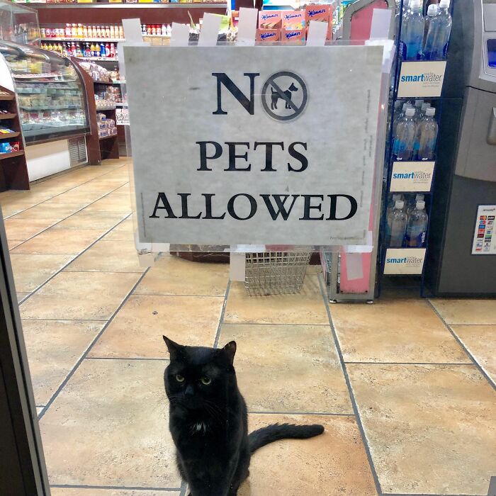 Hey Pandas, Post A Picture Of A Cat Being Naughty (Closed)