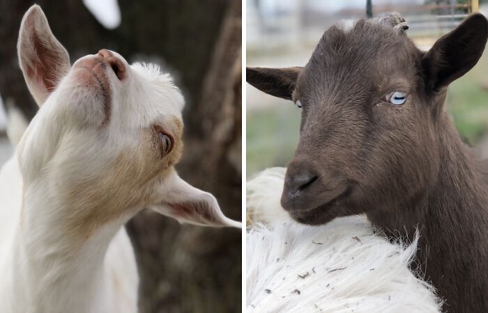 I Took Pictures Of My Mini Goats, And These Are 19 Of The Best Ones