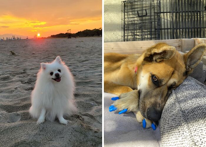 Hey Pandas, Show Me Your Best Dog Photos That You Took (Closed)