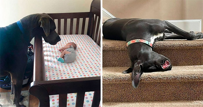 50 Funny Pics Of Great Danes With No Regard For Their Size (New Pics)