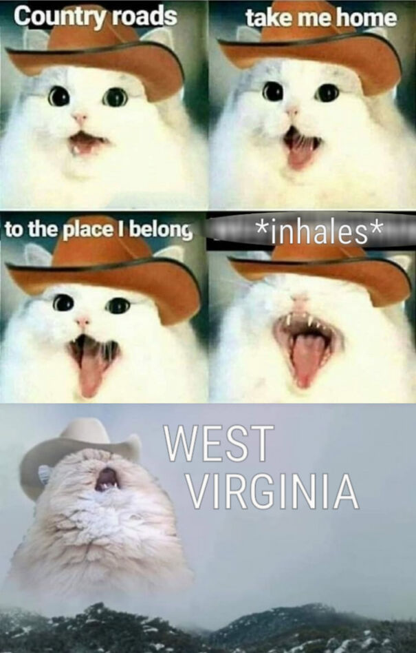 cowboy-cat-west-virginia.jpg