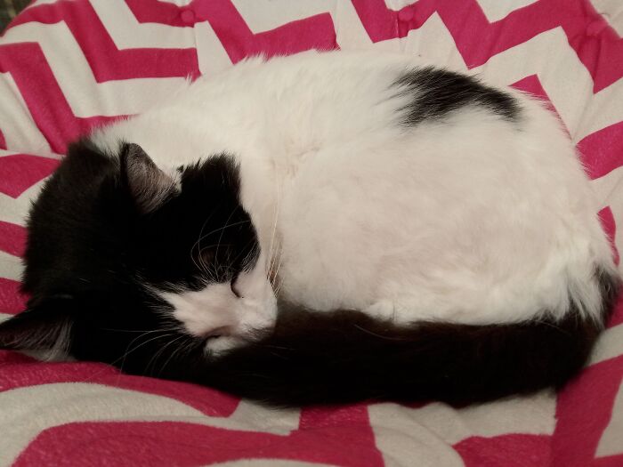 I Have To Argue With My Cat To Sit On This Comfy Chair