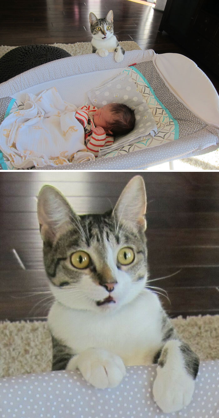 We Forgot To Tell Our Cat That We Had A Baby