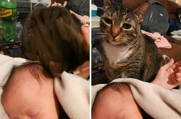 Cat Who Hates And Attacks/Runs From Everybody But Owner Now Madly In Love With Two-Week-Old "Sister". Keeps A Watchful Eye Out When Anybody Holds The Baby