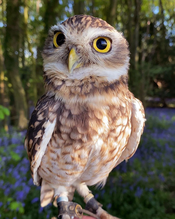 Checking Out The Bluebells