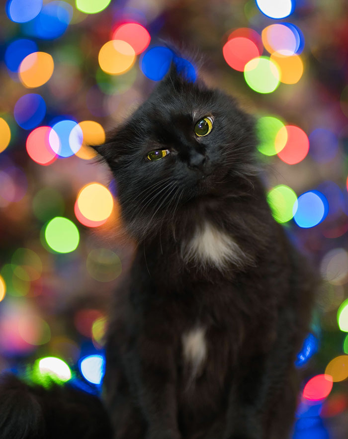 My Cat's Christmas Tree Portrait