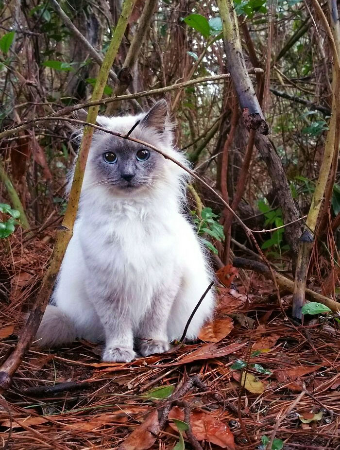 This Is Gracie. She's A Feral Cat That Lives In The Woods Behind My Favorite Cupcake Shop