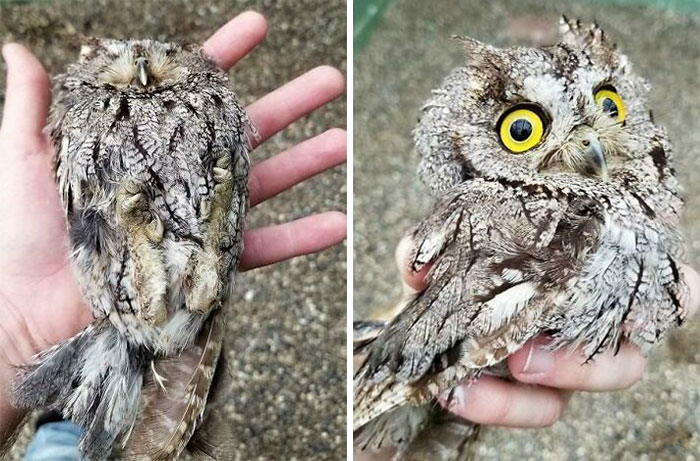 This Screech Owl Plays Dead Before Vet Checks But Then Perks Up After Being Rubbed On His Belly