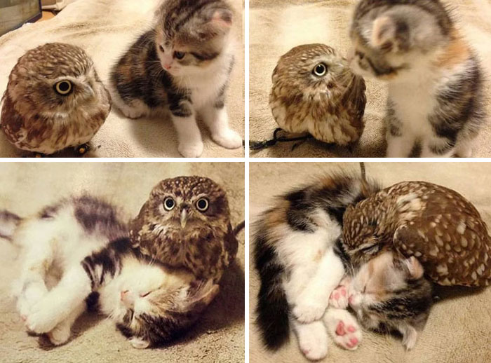 Little Owl And Baby Kitten Built An Unlikely Friendship In A Japanese Coffee Shop