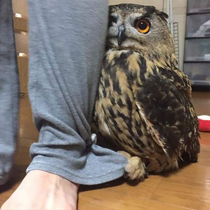 Owl Hides Behind Its Owner Whenever There Is A Visitor In The House