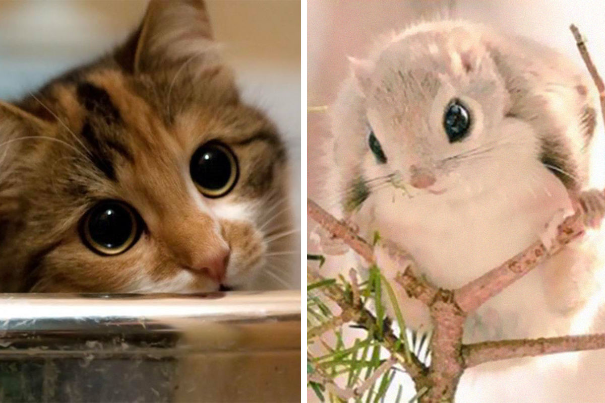 50 Times People Caught Adorable Animals Flashing Their “Disney Eyes” And Just Had To Take A Picture