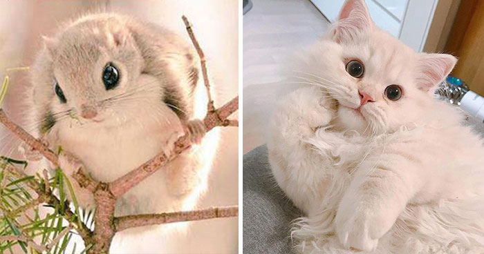 50 Times People Caught Adorable Animals Flashing Their “Disney Eyes” And Just Had To Take A Picture