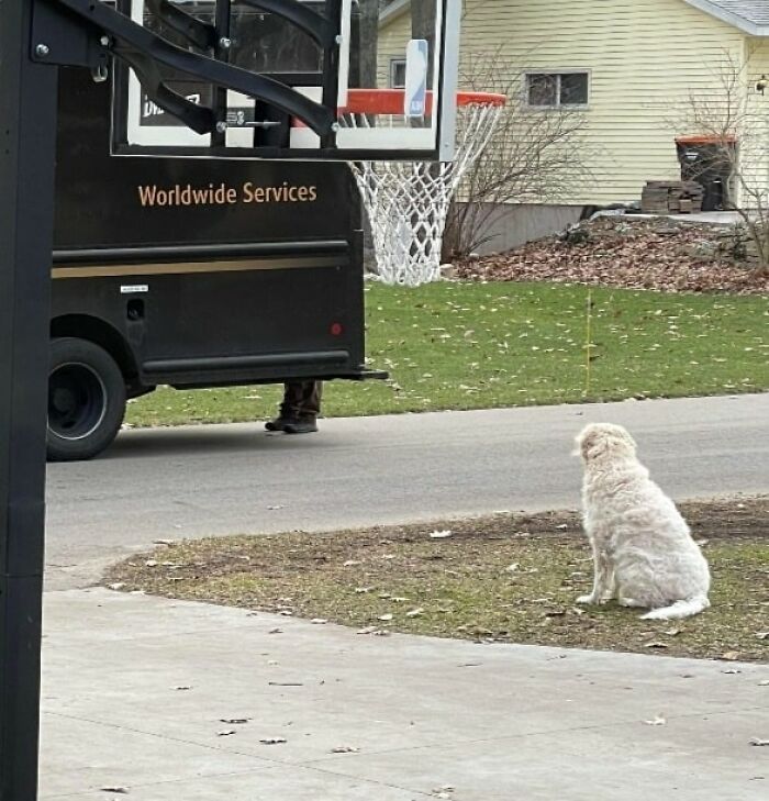 My Dog Waiting Patiently Holland Mi
