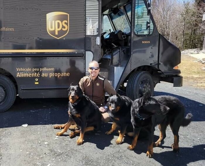 They Are My Three Favorite Customers, They Love The Service From UPS, Every Time They Are Happy To See Me Arrive, I Don't Understand Why, (Cookies Maybe???) The Breed Of These Dogs, Bergers De Beauce Origin Of France!