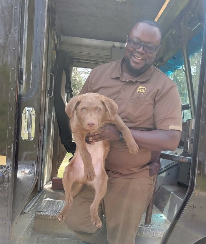 Kola Says "This Is My UPS Man And No One Better Bother Him" Kola Is A 3 Month Old Chesapeake Bay Retriever. #notalab